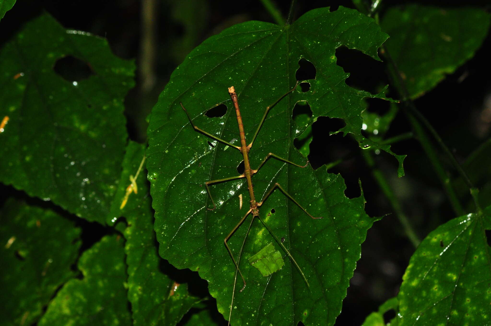 Image of Ceroys (Ceroys) perfoliatus (Gray & G. R. 1835)