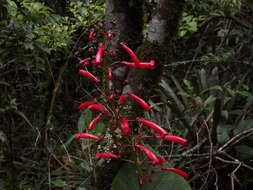 Imagem de Sinningia gigantifolia Chautems