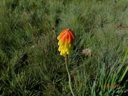 Image de Kniphofia porphyrantha Baker