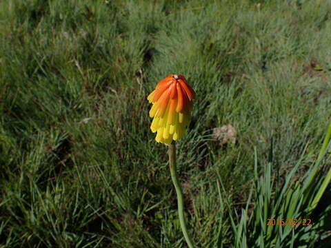 Image de Kniphofia porphyrantha Baker