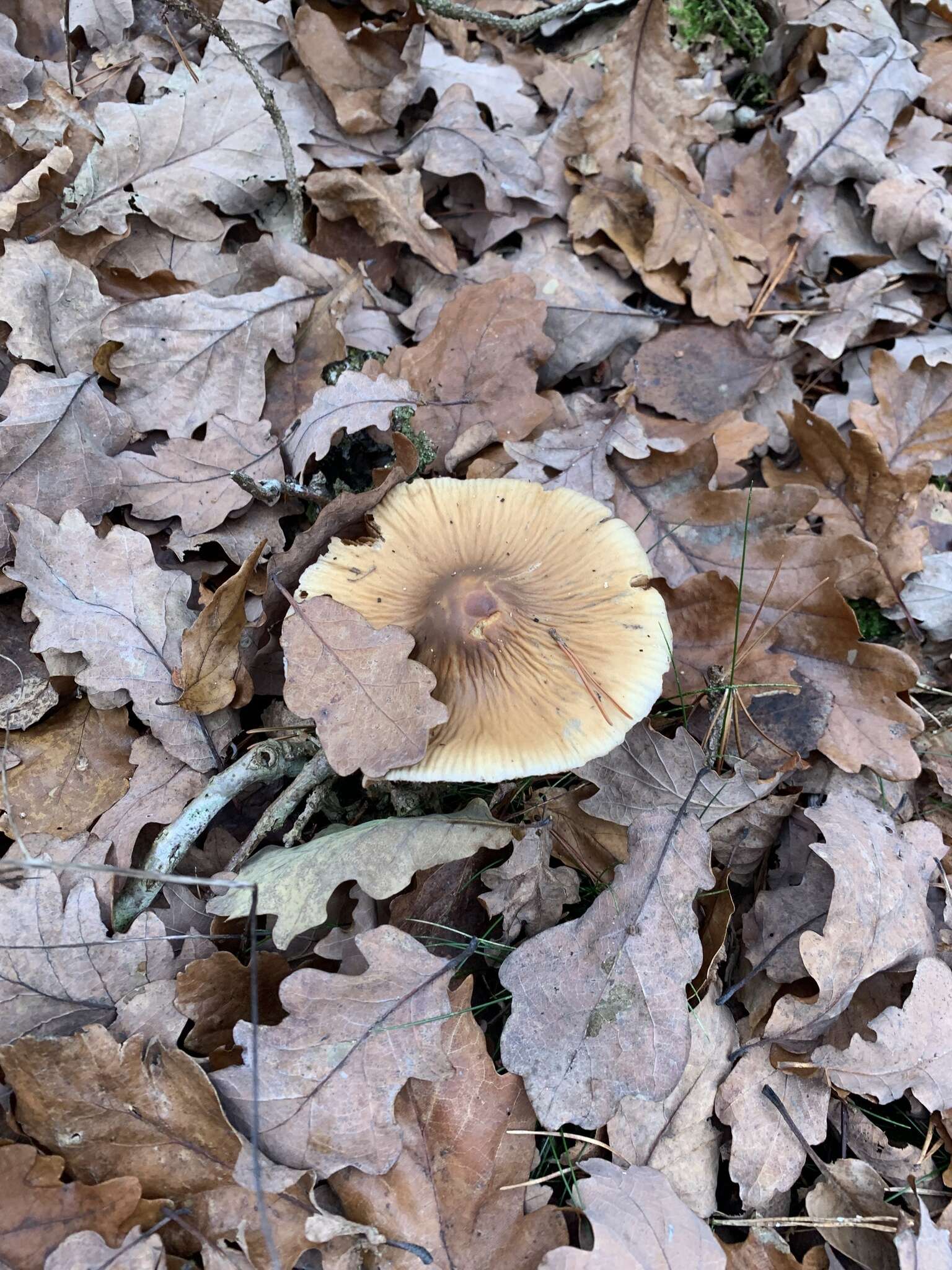 Image of Cortinarius livido-ochraceus (Berk.) Berk. 1860