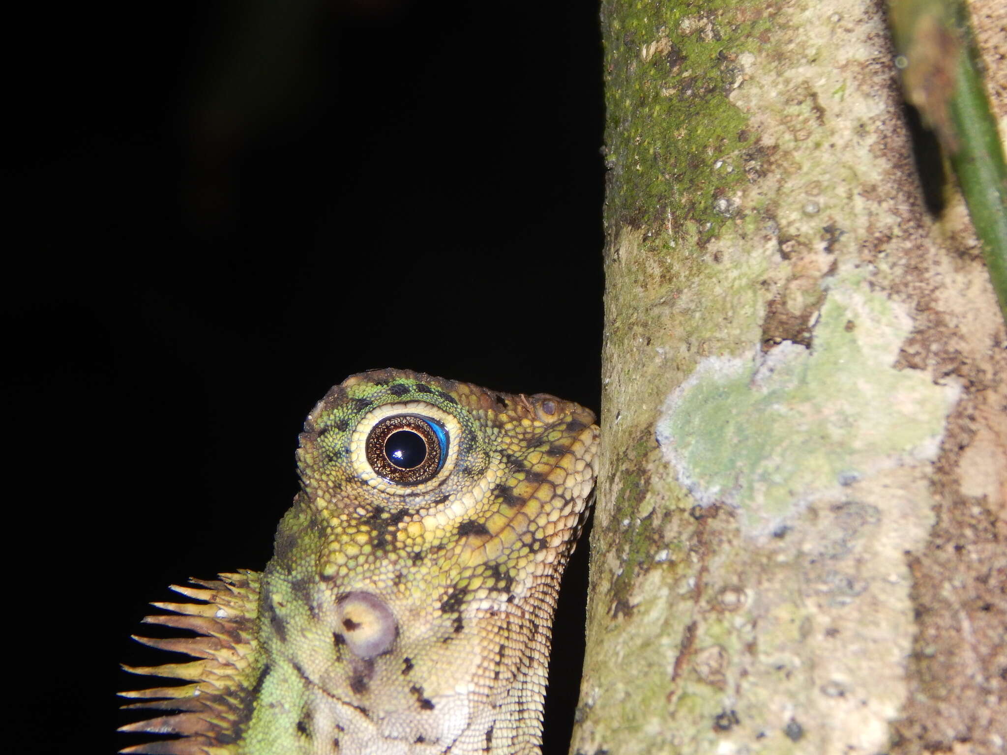 صورة Gonocephalus liogaster (Günther 1872)