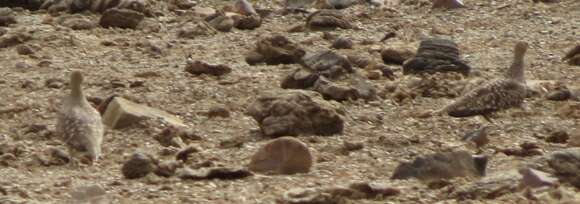 Image of Namaqua Sandgrouse