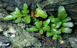 Image of Asplenium pauperequitum Brownsey & P. J. Jacks.