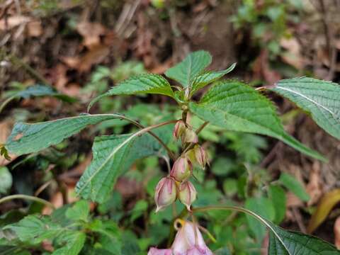 Image de Impatiens arguta Hook. fil. & Thoms.