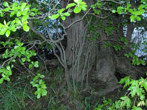 Image of Michigan holly