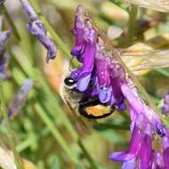 Image of Eucera frater albopilosa (Fowler 1899)