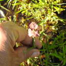 Image of Commelina socorrogonzaleziae Espejo & López-Ferr.