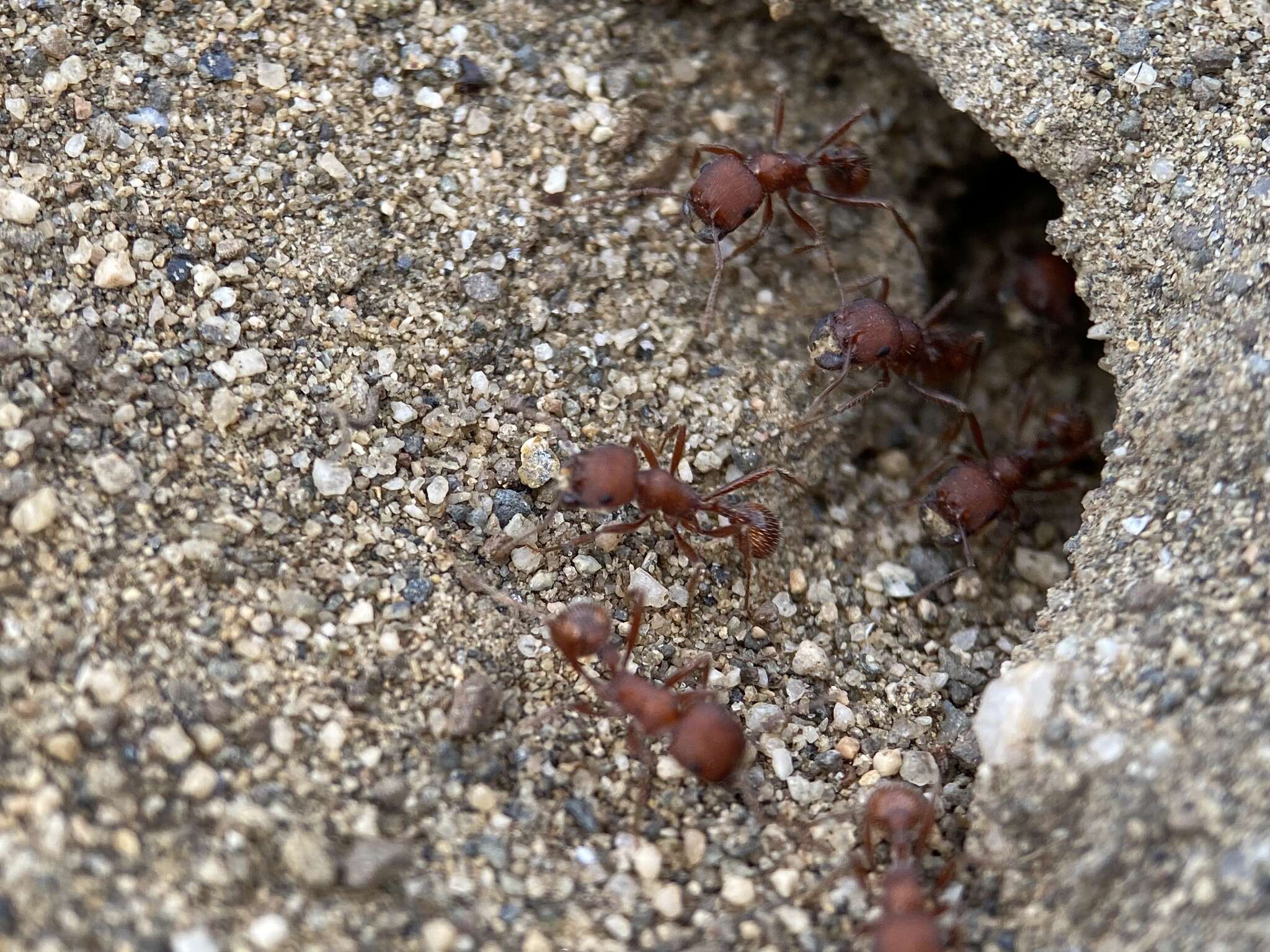 Image de Pogonomyrmex salinus Olsen 1934