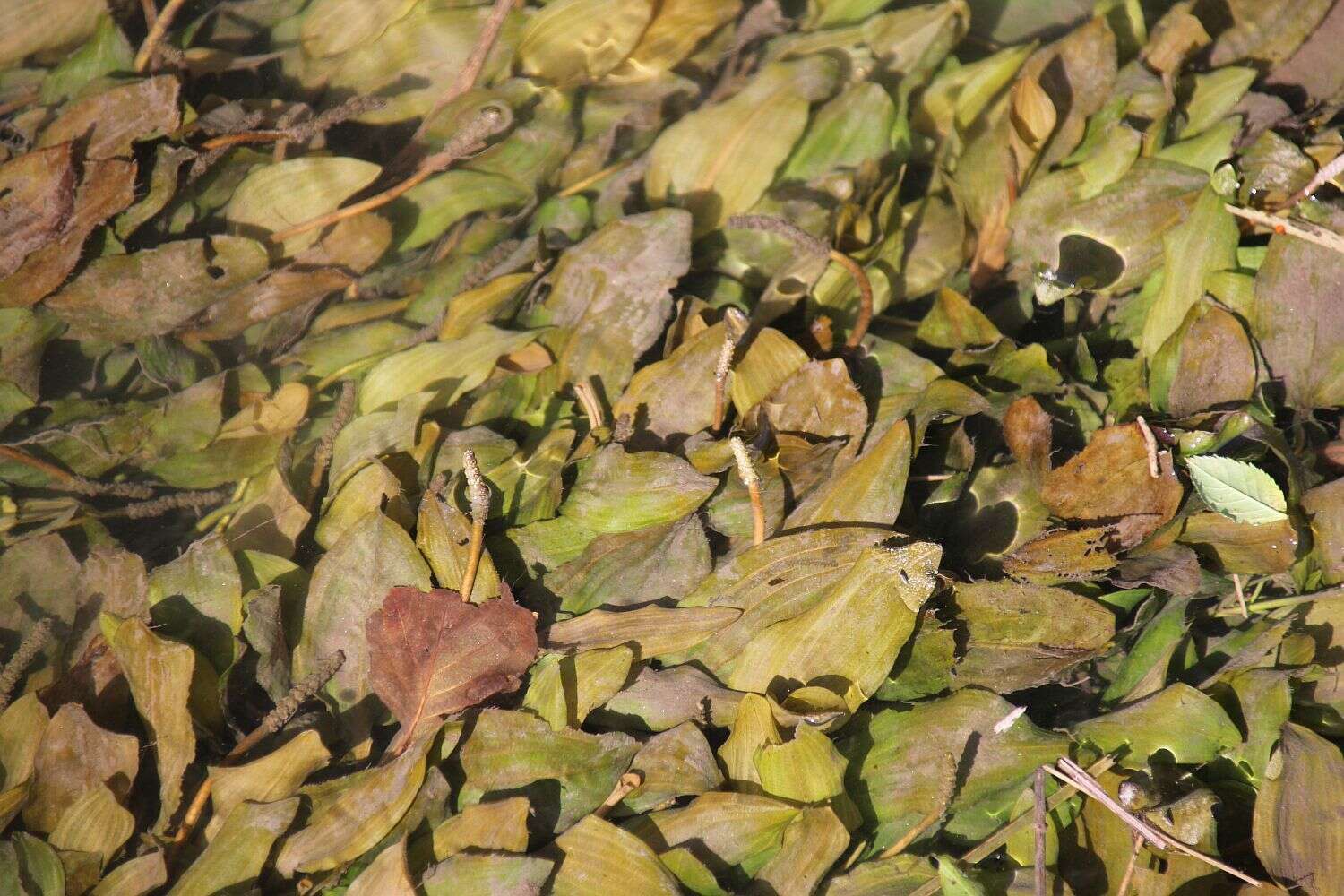 Image of Fen Pondweed