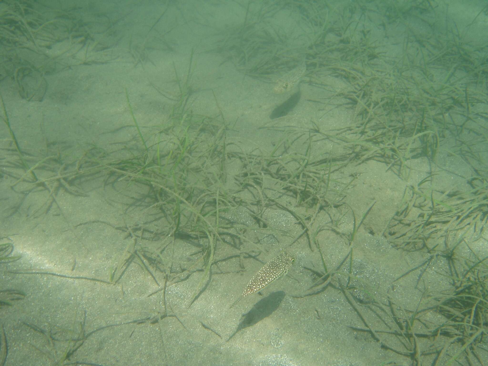 Image of Studded Pufferfish