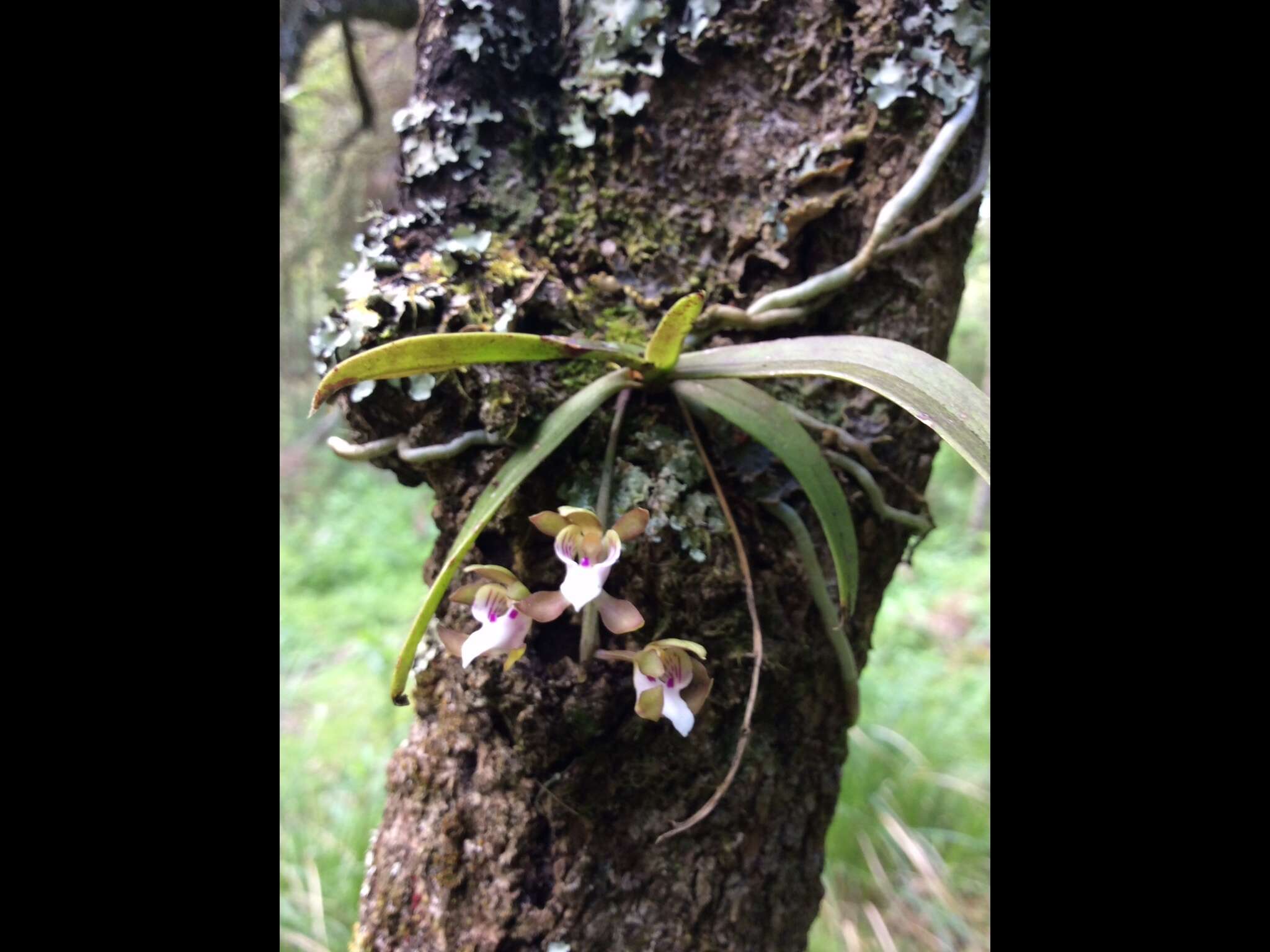 Image of Butterfly orchid