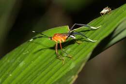 صورة Holhymenia rubescens (Amyot & Serville 1843)