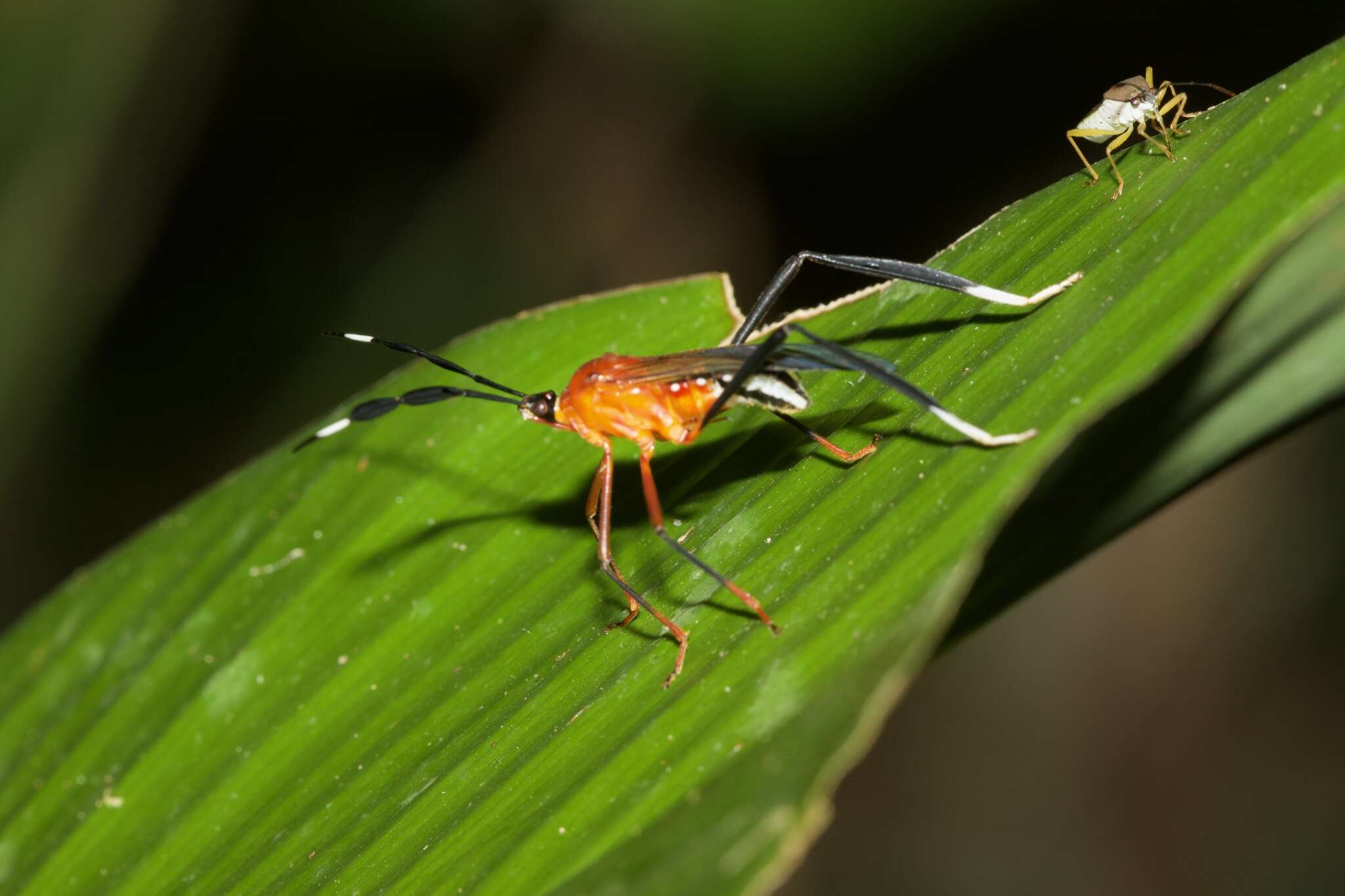 صورة Holhymenia rubescens (Amyot & Serville 1843)