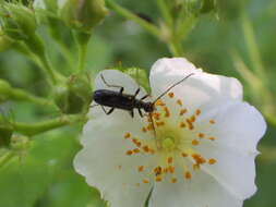 Idiopidonia resmi