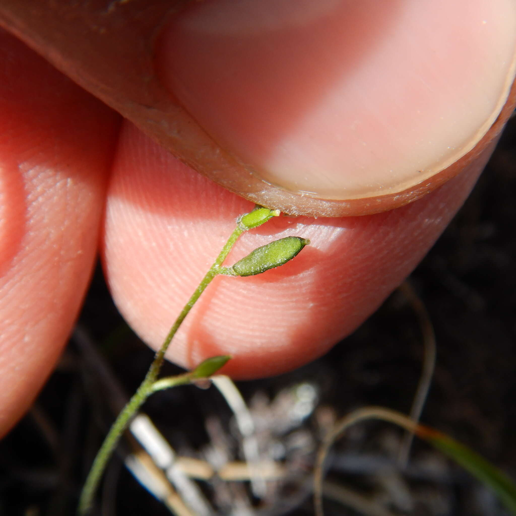 Image of yellow arctic draba