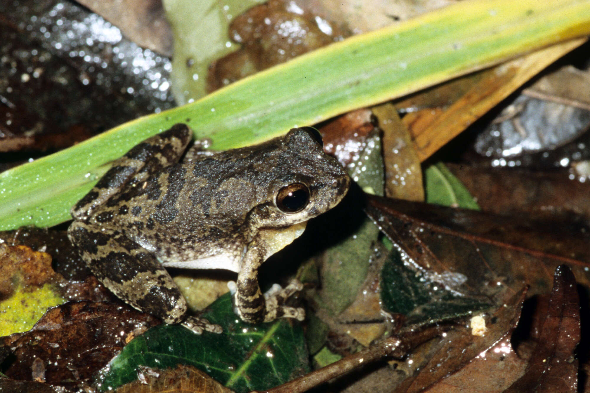Image of Panama Cross-banded Treefrog