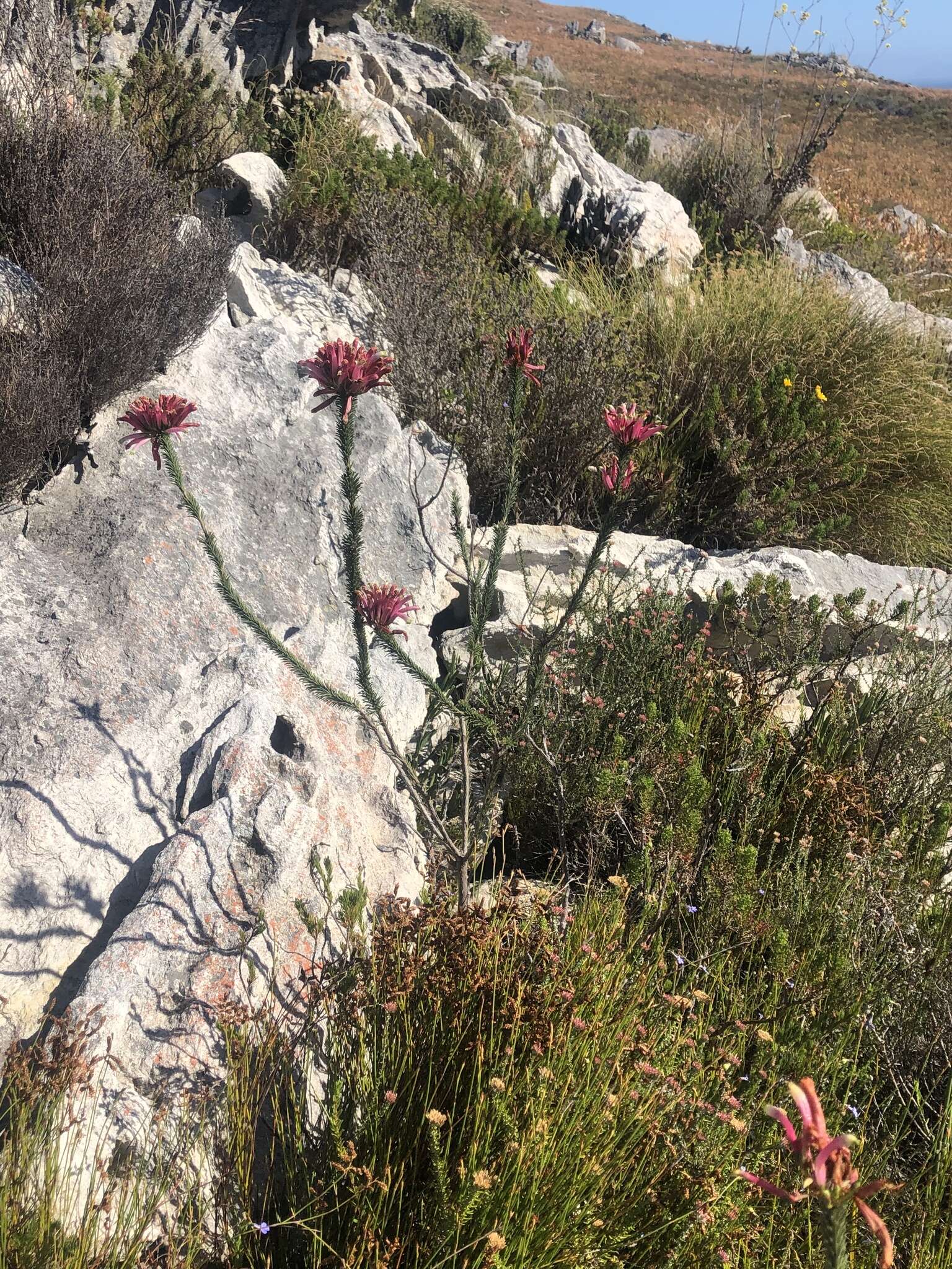 Plancia ëd Erica fascicularis L. fil.