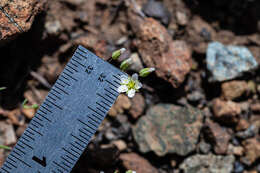 Image de Sabulina californica (A. Gray) Dillenb. & Kadereit