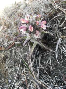 Слика од Pedicularis hirsuta L.