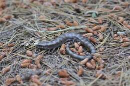 Image of Madrean Alligator Lizard