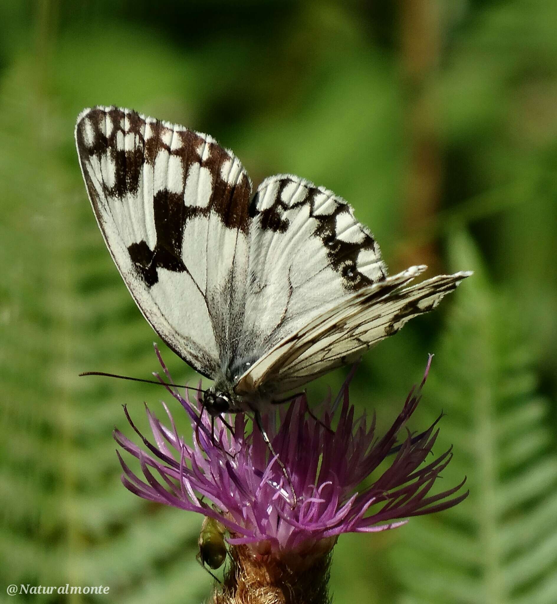 Plancia ëd Melanargia lachesis Hübner 1790