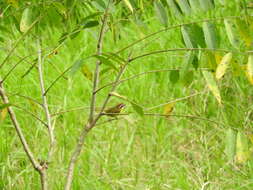 Image of Rufous-capped Warbler