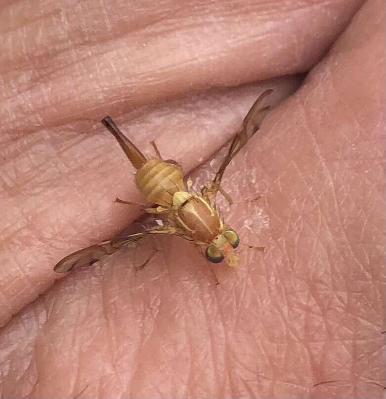 Image of Mexican Fruit Fly