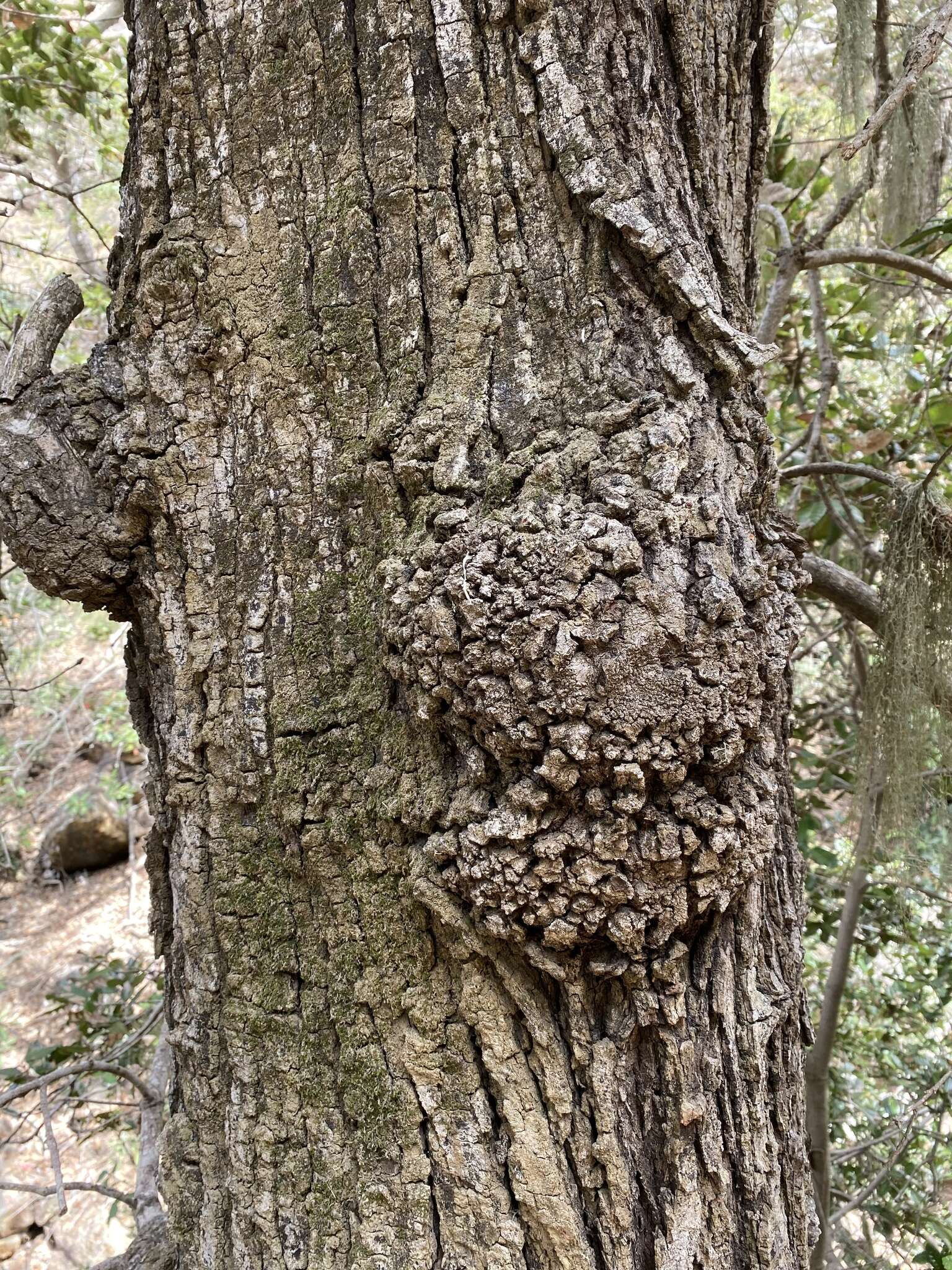 Image of island live oak