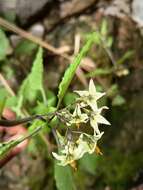 Imagem de Solanum bulbocastanum Dun.