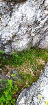 Image of Lapland Reedgrass