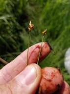 Image of cordroot sedge