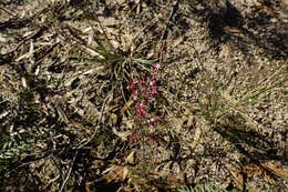Image of Styphelia fletcheri subsp. brevisepala