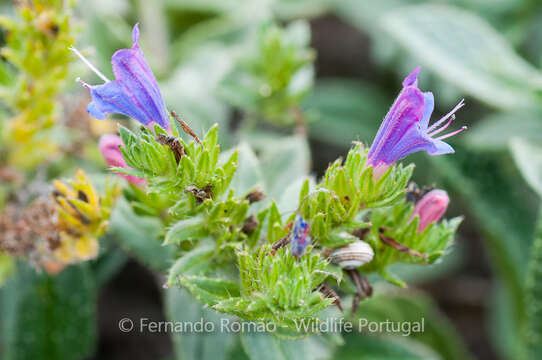 Plancia ëd Echium rosulatum subsp. davaei (Rouy) Coutinho