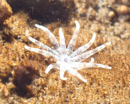 Image of cryptic burrowing anemone