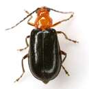 Phyllecthris dorsalis (Olivier 1808) resmi