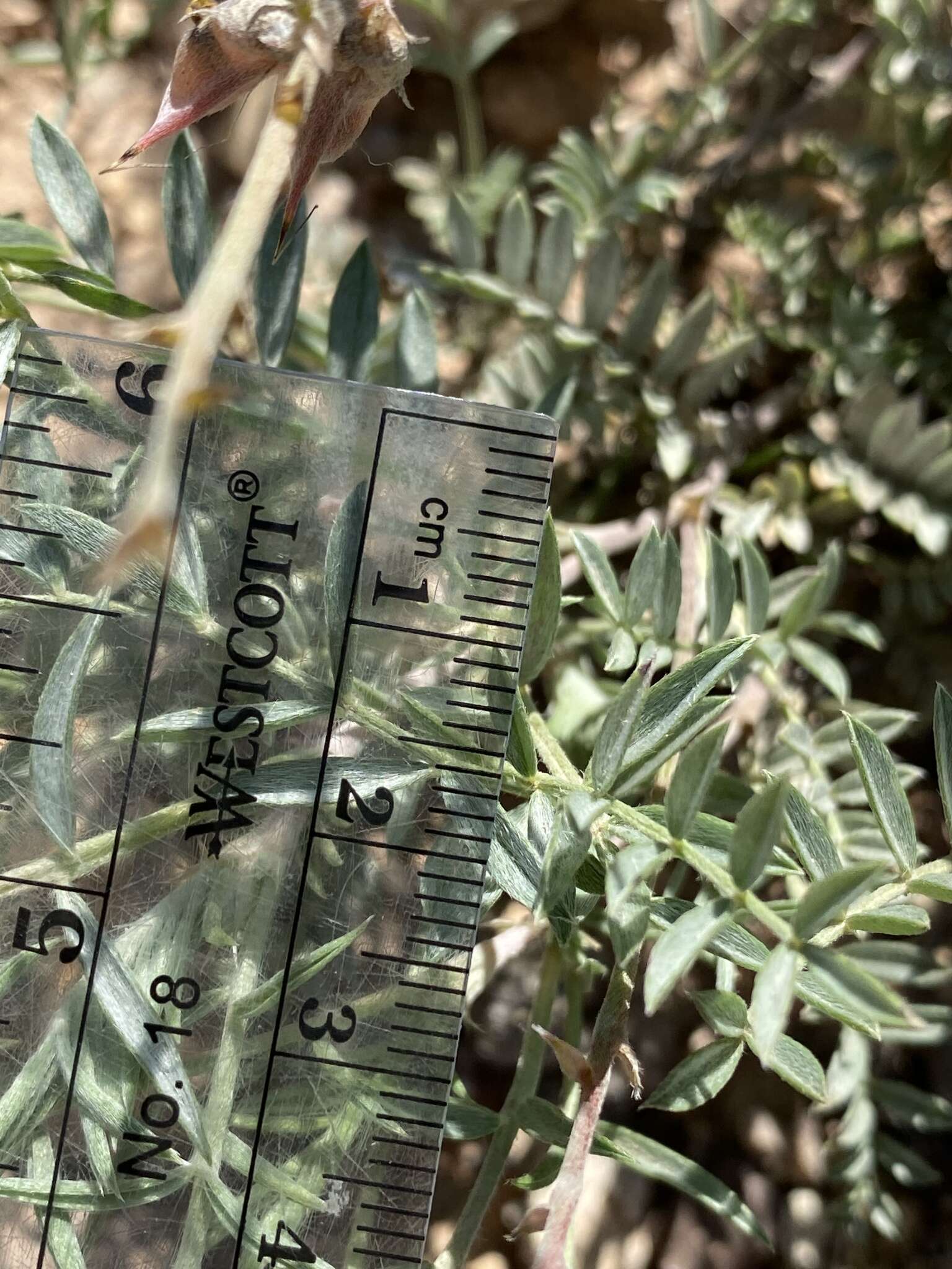 Image of groundcover milkvetch