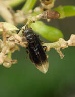 Image of Parachartergus pseudapicalis Willink 1959