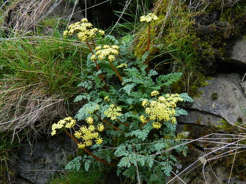 Слика од Lomatium salmoniflorum (Coult. & Rose) Mathias & Constance