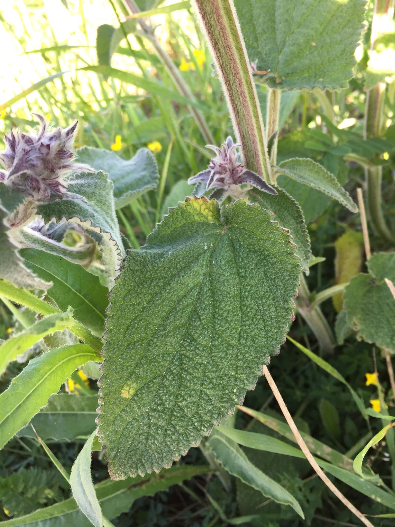 Image of Downy woundwort