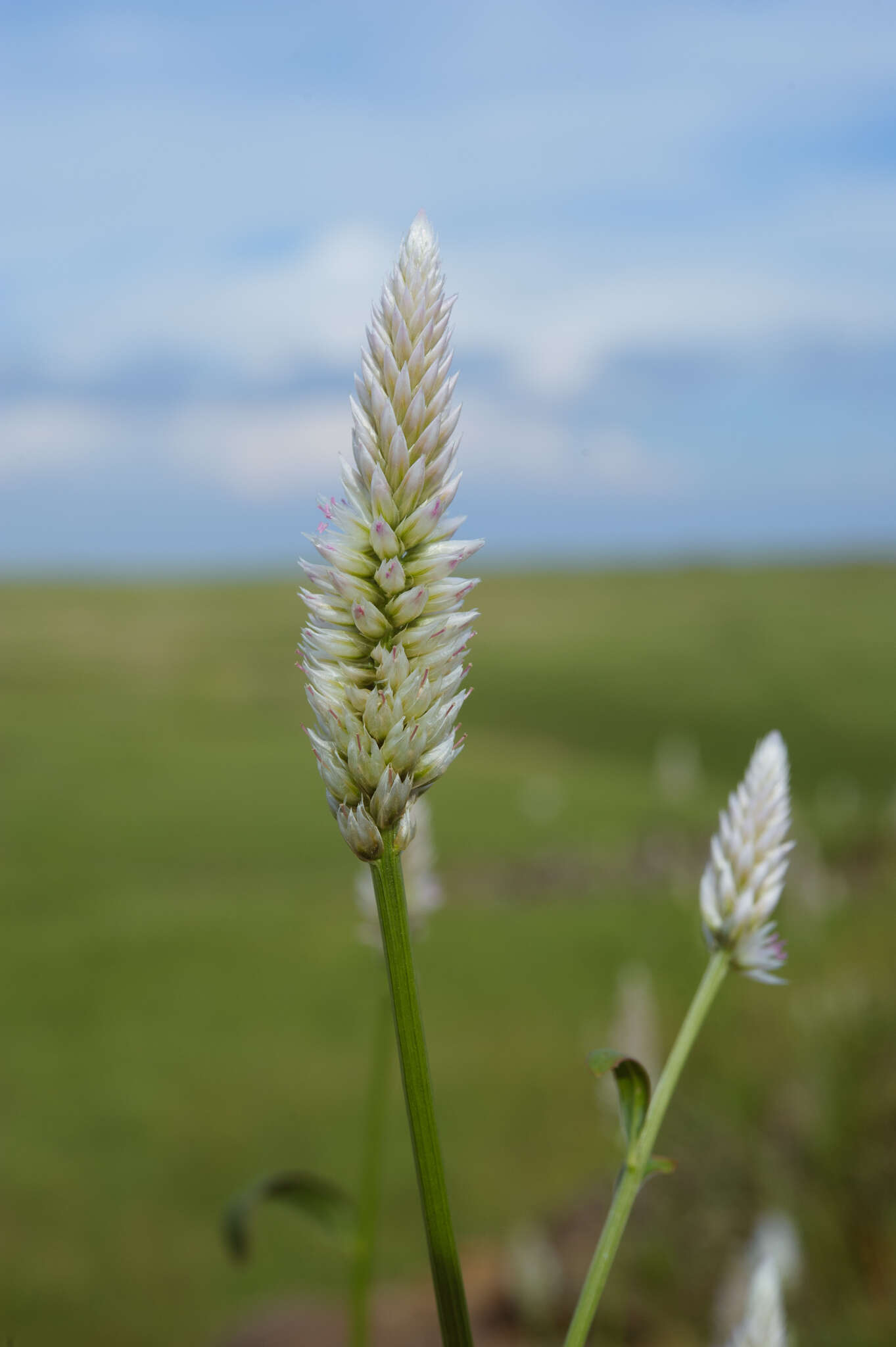 Imagem de Celosia argentea L.