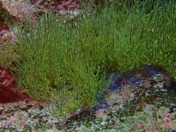 Image of Galapagos black coral