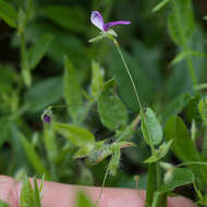 Plancia ëd Psoralea monophylla (L.) C. H. Stirt.