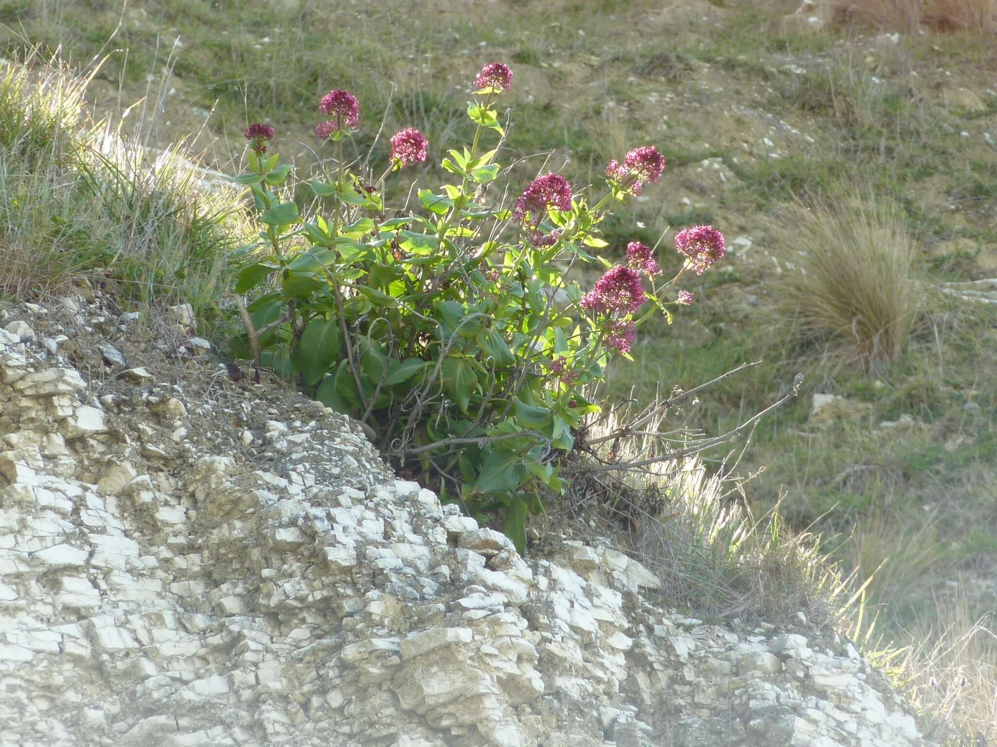 Image of Red Valerian