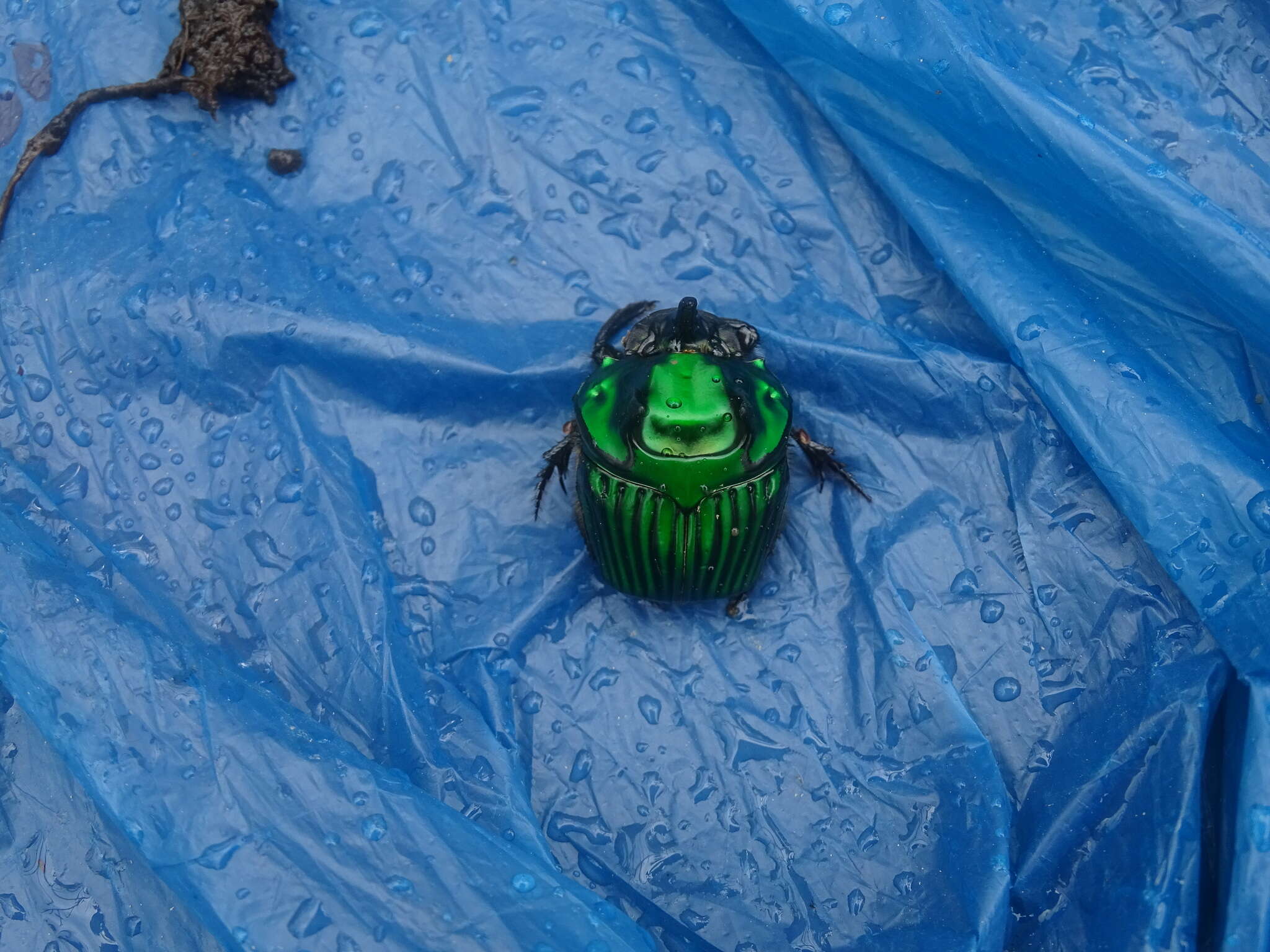 Image of Green Devil Beetle