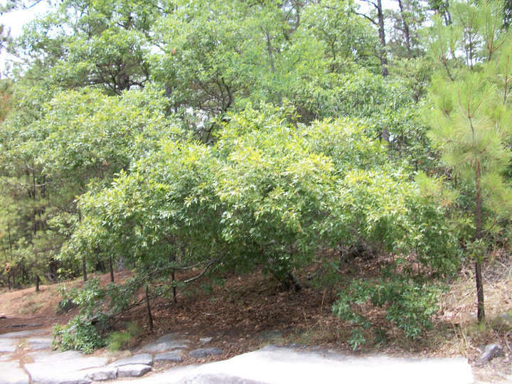 Image of Georgia Oak