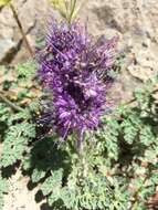 Image of silky phacelia