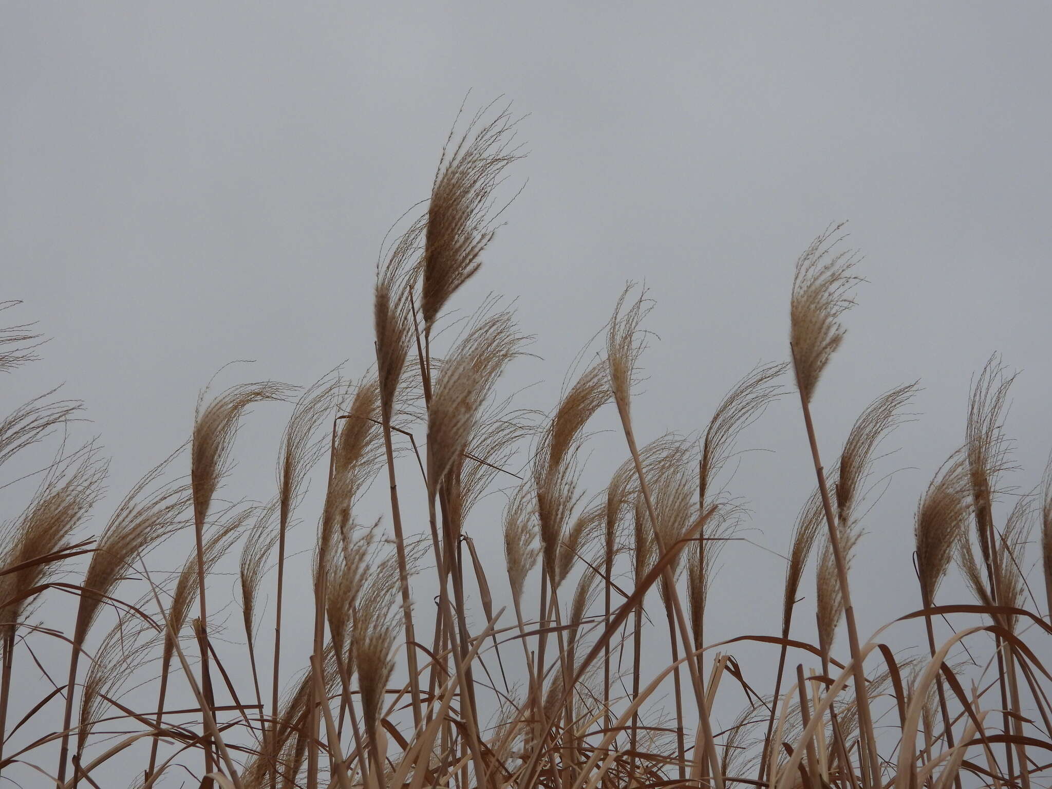 Imagem de Miscanthus sacchariflorus (Maxim.) Benth. & Hook. fil. ex Franch.