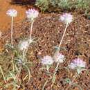 Image de Gomphrena affinis subsp. pilbarensis Kanis ex J. Palmer