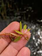 Image of Snail-Seed Pondweed